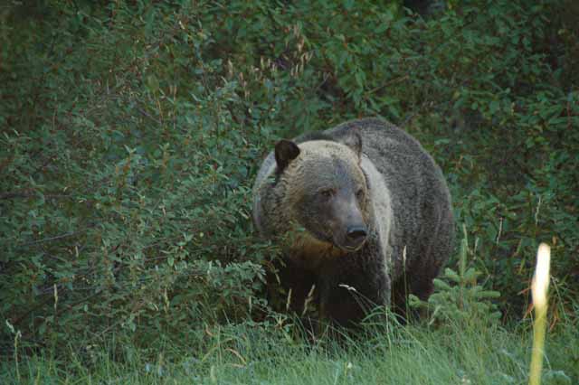 grizzly